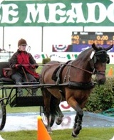 Tracy Dopko - Daventry Equine Appraisal Services client